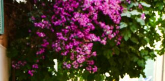 47 Summer Street Duxbury MA: Discover Hidden Gems and Local Secrets