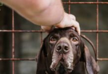 Standish Humane Duxbury: How This Shelter Transforms Animal Lives