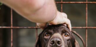 Standish Humane Duxbury: How This Shelter Transforms Animal Lives