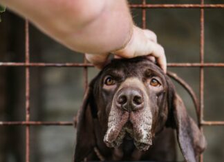 Standish Humane Duxbury: How This Shelter Transforms Animal Lives