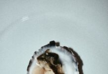 Duxbury Oyster Secrets Revealed: Why They’re Britain’s Finest Delight