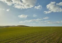 Bongi’s Turkey Farm Duxbury: Discover The Secret To Freshness