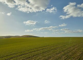 Bongi’s Turkey Farm Duxbury: Discover The Secret To Freshness