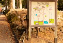 Duxbury Map Secrets Revealed: Unlock Hidden Local Treasures Today