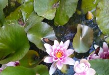 Consider The Lilies Duxbury MA: Discover Hidden Floral Treasures Today