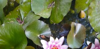 Consider The Lilies Duxbury MA: Discover Hidden Floral Treasures Today