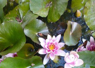 Consider The Lilies Duxbury MA: Discover Hidden Floral Treasures Today