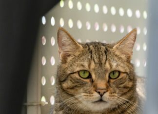 Duxbury Grey Benjamin Moore: Stunning Tips To Transform Your Home