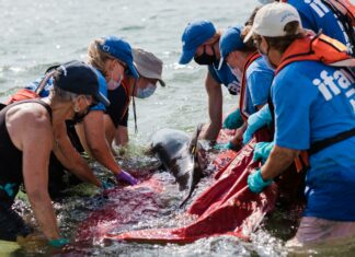 Standish Humane Society Duxbury Massachusetts: Discover Amazing Animal Care