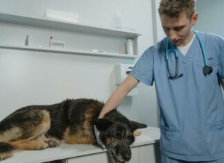 Duxbury Animal Hospital: Discover Expert Care Your Pet Deserves