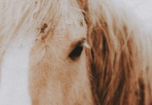 Mass Eye And Ear Duxbury MA: Discover Expert Care And Treatments