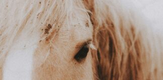 Mass Eye And Ear Duxbury: Discover Expert Care For Your Health