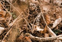 Brahmin Small Duxbury Secrets: Why Everyone’s Talking About Them