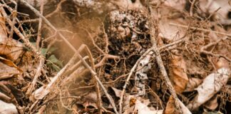 Brahmin Small Duxbury Secrets: Why Everyone’s Talking About Them