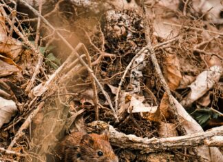 Brahmin Small Duxbury Secrets: Why Everyone’s Talking About Them