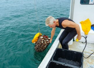 Island Creek Oyster Duxbury: Discover The Ultimate Seafood Experience