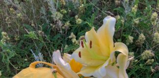 Consider The Lilies Duxbury: Discover Stunning Blooms & Secrets