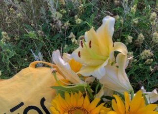 Consider The Lilies Duxbury: Discover Stunning Blooms & Secrets