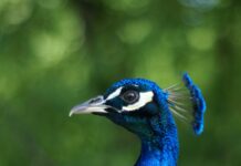 Beehive Salon Duxbury MA: Discover Stunning Styles and Secrets