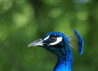 Beehive Salon Duxbury MA: Discover Stunning Styles and Secrets