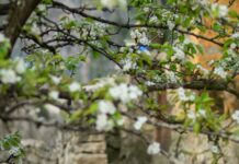 Flowers Duxbury MA: Discover Stunning Blooms and Local Secrets