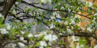 Flowers Duxbury MA: Discover Stunning Blooms and Local Secrets