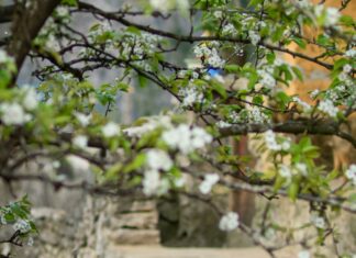 Flowers Duxbury MA: Discover Stunning Blooms and Local Secrets