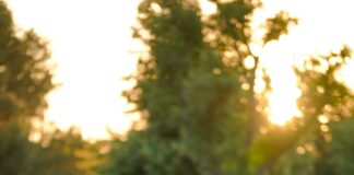 Duxbury Oyster Company Secrets: Why Locals Can’t Get Enough