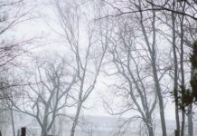 Mayflower Cemetery Duxbury MA: Discover Secrets of Historic Resting Place