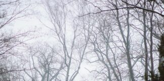 Mayflower Cemetery Duxbury MA: Discover Secrets of Historic Resting Place