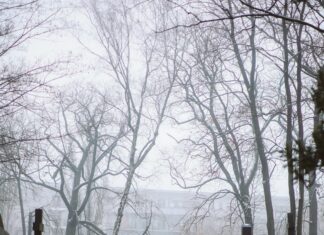 Mayflower Cemetery Duxbury MA: Discover Secrets of Historic Resting Place